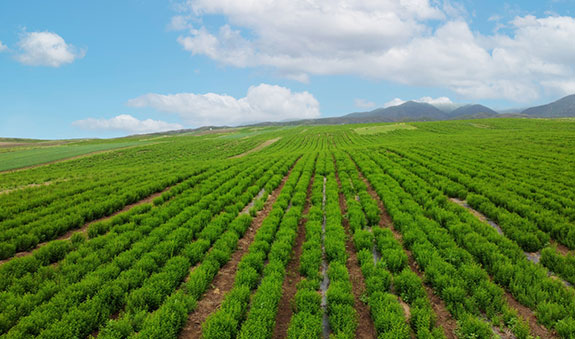 zoty��ŷ��(�й����޹�˾)�ٷ���վ