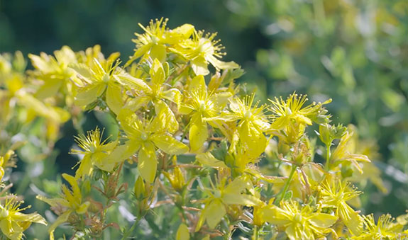 zoty��ŷ��(�й����޹�˾)�ٷ���վ